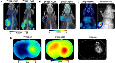 [18F]-Fludarabine for Hematological Malignancies